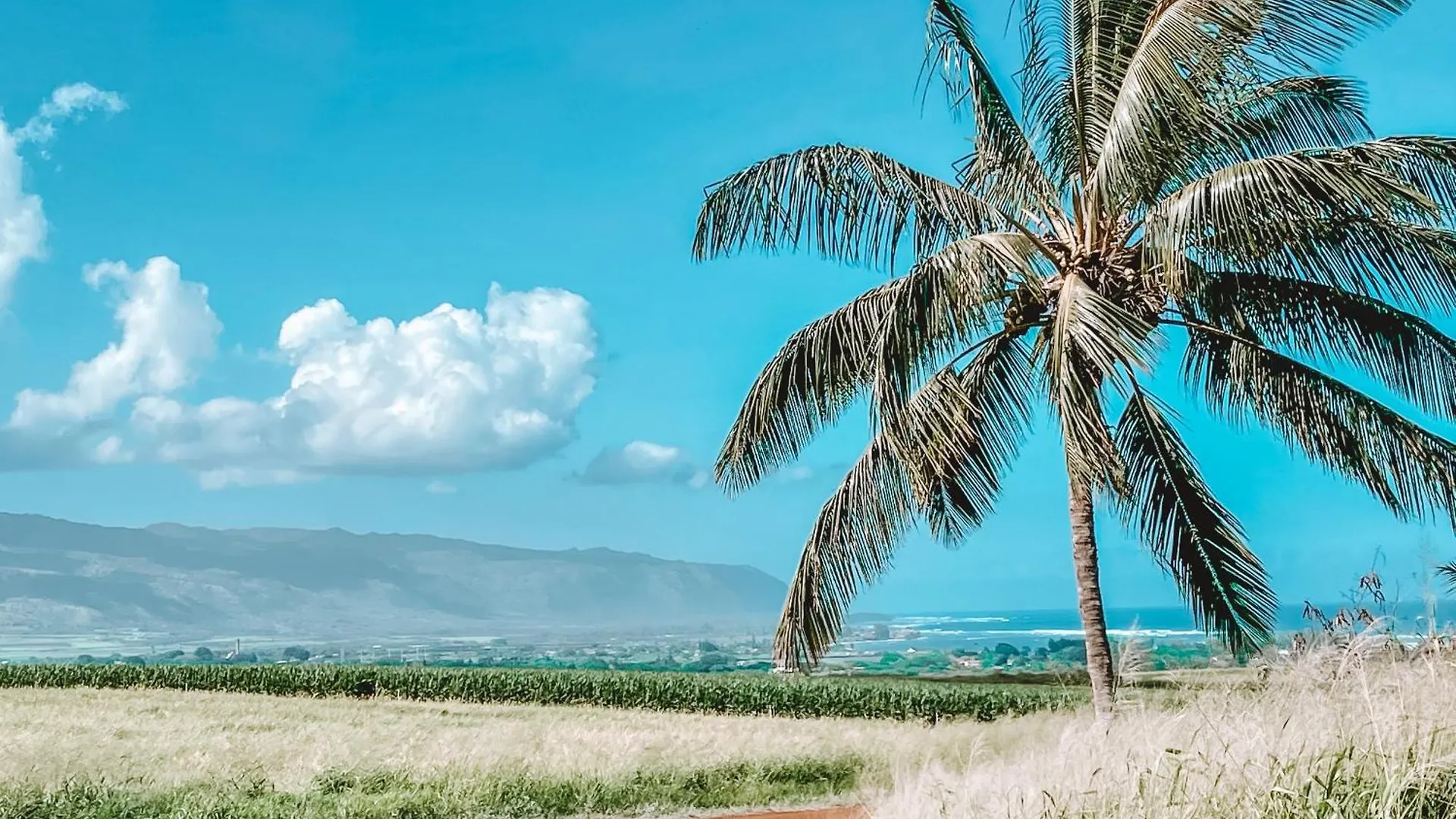 Haleiwa Off Grid Tent - 5 Min From Town 미국